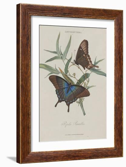 Album Donovan : an epitome of the natural history of insects in China-Edward Donovan-Framed Giclee Print