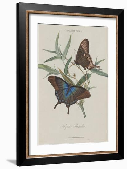 Album Donovan : an epitome of the natural history of insects in China-Edward Donovan-Framed Giclee Print