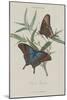 Album Donovan : an epitome of the natural history of insects in China-Edward Donovan-Mounted Giclee Print