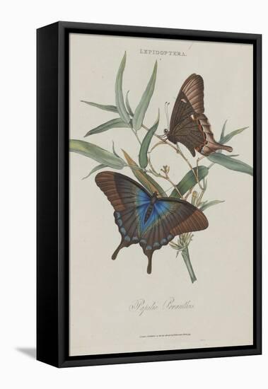 Album Donovan : an epitome of the natural history of insects in China-Edward Donovan-Framed Premier Image Canvas