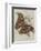 Album Donovan : an epitome of the natural history of insects in China-Edward Donovan-Framed Giclee Print