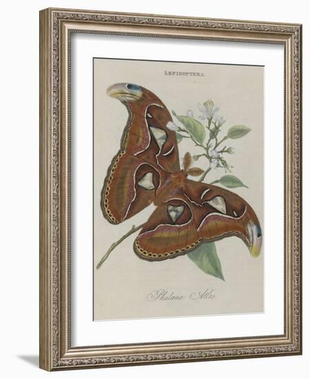 Album Donovan : an epitome of the natural history of insects in China-Edward Donovan-Framed Giclee Print