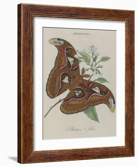 Album Donovan : an epitome of the natural history of insects in China-Edward Donovan-Framed Giclee Print