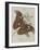 Album Donovan : an epitome of the natural history of insects in China-Edward Donovan-Framed Giclee Print