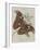 Album Donovan : an epitome of the natural history of insects in China-Edward Donovan-Framed Giclee Print