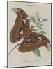 Album Donovan : an epitome of the natural history of insects in China-Edward Donovan-Mounted Giclee Print