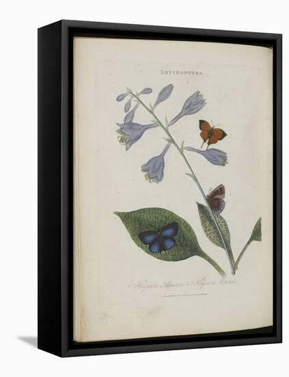 Album Donovan : an epitome of the natural history of insects in China-Edward Donovan-Framed Premier Image Canvas