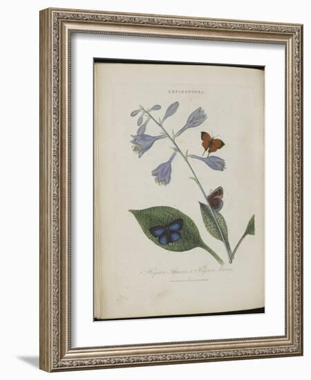 Album Donovan : an epitome of the natural history of insects in China-Edward Donovan-Framed Giclee Print