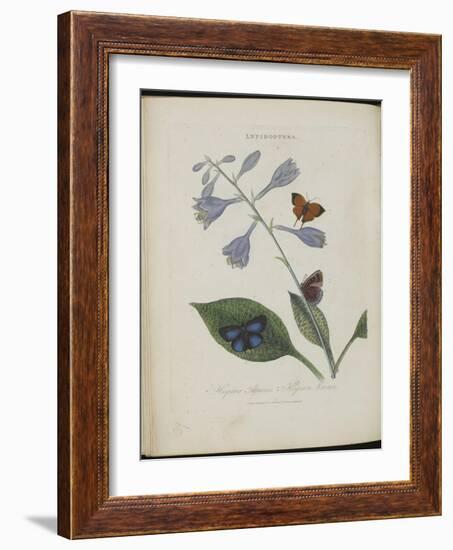 Album Donovan : an epitome of the natural history of insects in China-Edward Donovan-Framed Giclee Print