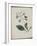 Album Donovan : an epitome of the natural history of insects in China-Edward Donovan-Framed Giclee Print