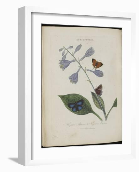 Album Donovan : an epitome of the natural history of insects in China-Edward Donovan-Framed Giclee Print