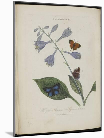 Album Donovan : an epitome of the natural history of insects in China-Edward Donovan-Mounted Giclee Print