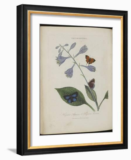 Album Donovan : an epitome of the natural history of insects in China-Edward Donovan-Framed Giclee Print