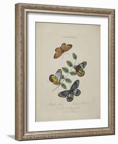 Album Donovan : an epitome of the natural history of insects in China-Edward Donovan-Framed Giclee Print