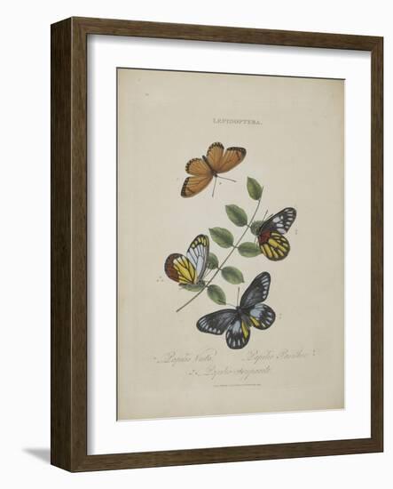 Album Donovan : an epitome of the natural history of insects in China-Edward Donovan-Framed Giclee Print