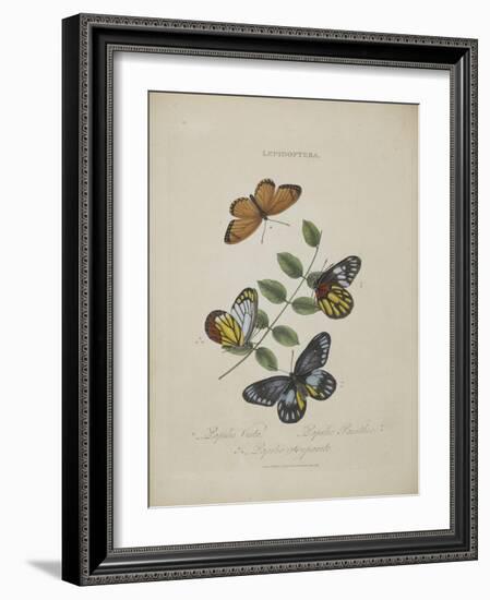 Album Donovan : an epitome of the natural history of insects in China-Edward Donovan-Framed Giclee Print