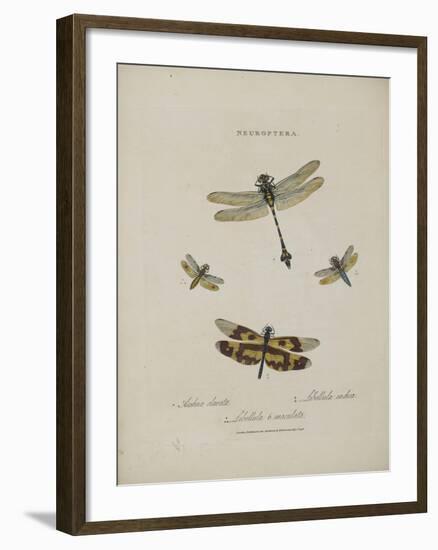 Album Donovan : an epitome of the natural history of insects in China-Edward Donovan-Framed Giclee Print