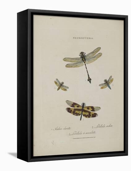 Album Donovan : an epitome of the natural history of insects in China-Edward Donovan-Framed Premier Image Canvas