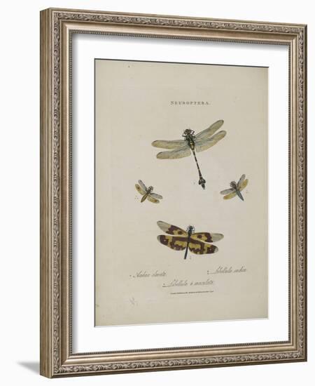 Album Donovan : an epitome of the natural history of insects in China-Edward Donovan-Framed Giclee Print