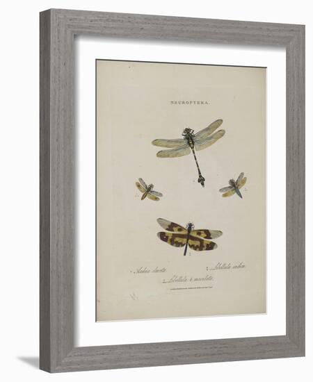 Album Donovan : an epitome of the natural history of insects in China-Edward Donovan-Framed Giclee Print