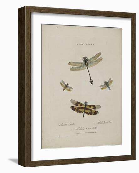 Album Donovan : an epitome of the natural history of insects in China-Edward Donovan-Framed Giclee Print