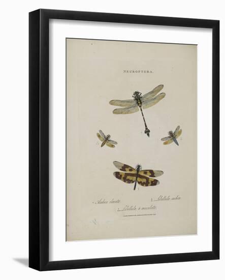 Album Donovan : an epitome of the natural history of insects in China-Edward Donovan-Framed Giclee Print