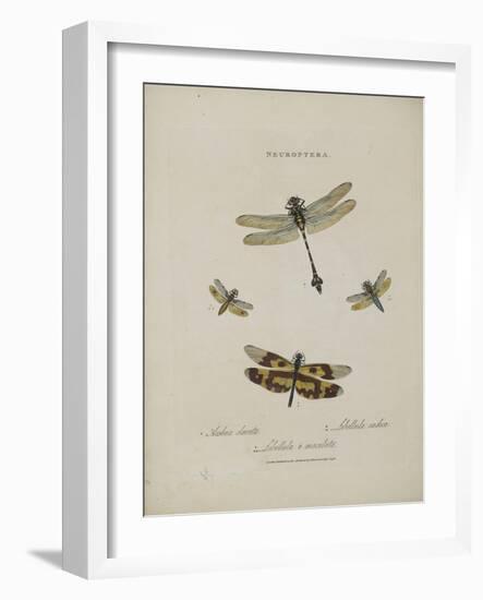 Album Donovan : an epitome of the natural history of insects in China-Edward Donovan-Framed Giclee Print