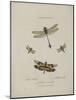 Album Donovan : an epitome of the natural history of insects in China-Edward Donovan-Mounted Giclee Print