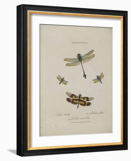 Album Donovan : an epitome of the natural history of insects in China-Edward Donovan-Framed Giclee Print