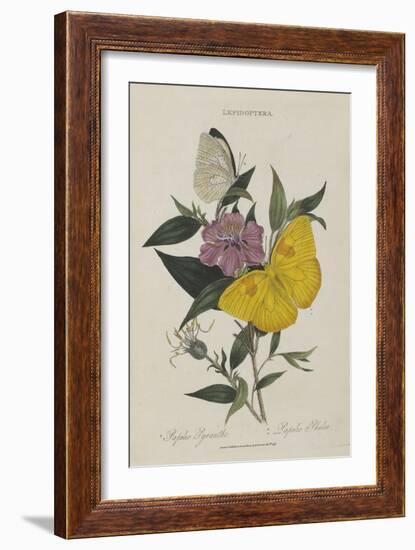 Album Donovan : an epitome of the natural history of insects in China-Edward Donovan-Framed Giclee Print