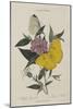 Album Donovan : an epitome of the natural history of insects in China-Edward Donovan-Mounted Giclee Print