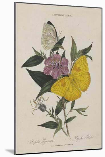 Album Donovan : an epitome of the natural history of insects in China-Edward Donovan-Mounted Giclee Print