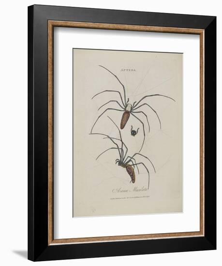 Album Donovan : an epitome of the natural history of insects in China-Edward Donovan-Framed Giclee Print