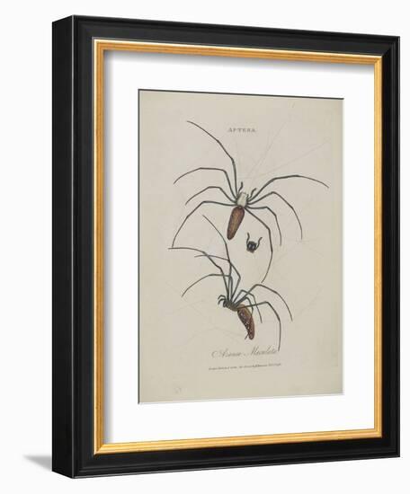 Album Donovan : an epitome of the natural history of insects in China-Edward Donovan-Framed Giclee Print