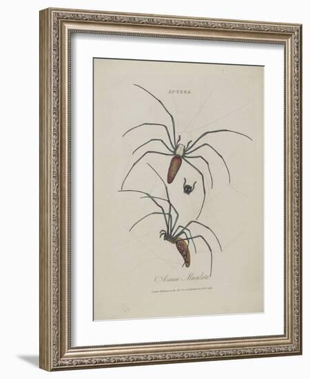 Album Donovan : an epitome of the natural history of insects in China-Edward Donovan-Framed Giclee Print