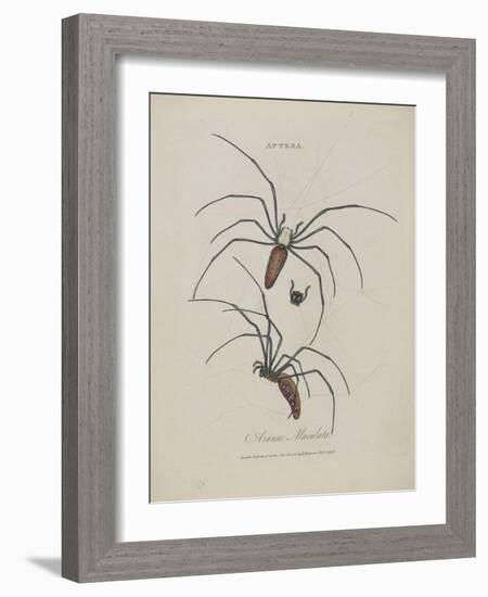 Album Donovan : an epitome of the natural history of insects in China-Edward Donovan-Framed Giclee Print