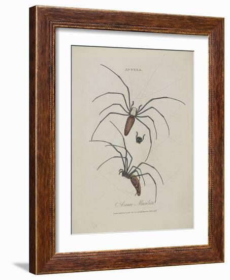 Album Donovan : an epitome of the natural history of insects in China-Edward Donovan-Framed Giclee Print