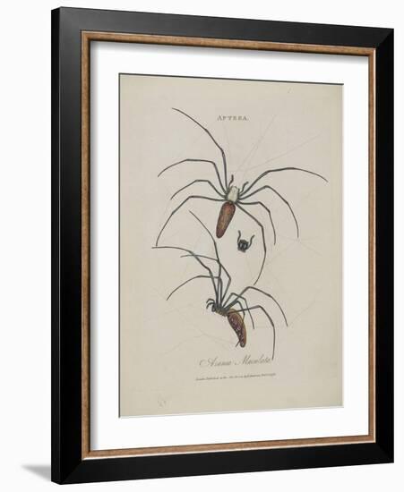 Album Donovan : an epitome of the natural history of insects in China-Edward Donovan-Framed Giclee Print