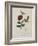 Album Donovan : an epitome of the natural history of insects in China-Edward Donovan-Framed Giclee Print