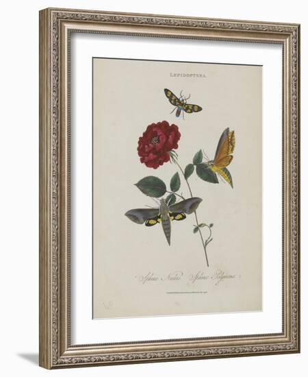 Album Donovan : an epitome of the natural history of insects in China-Edward Donovan-Framed Giclee Print