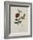 Album Donovan : an epitome of the natural history of insects in China-Edward Donovan-Framed Giclee Print