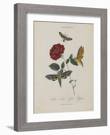 Album Donovan : an epitome of the natural history of insects in China-Edward Donovan-Framed Giclee Print