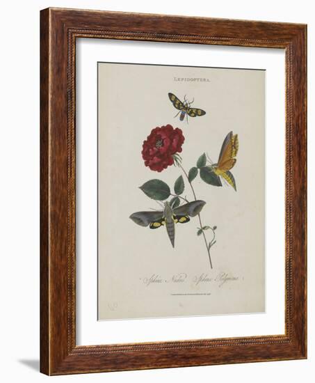 Album Donovan : an epitome of the natural history of insects in China-Edward Donovan-Framed Giclee Print