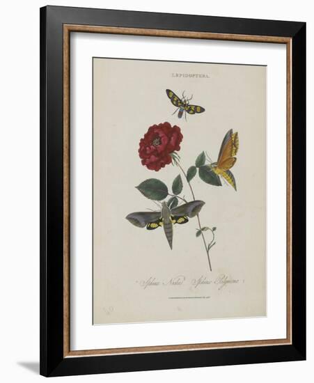 Album Donovan : an epitome of the natural history of insects in China-Edward Donovan-Framed Giclee Print