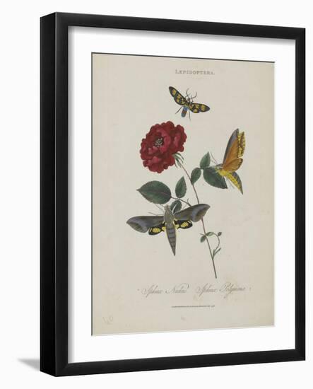 Album Donovan : an epitome of the natural history of insects in China-Edward Donovan-Framed Giclee Print