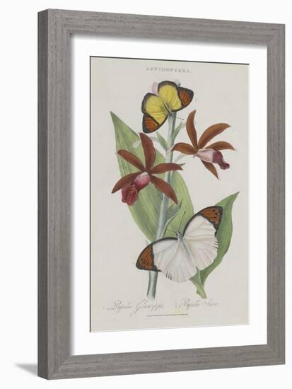 Album Donovan : an epitome of the natural history of insects in China-Edward Donovan-Framed Giclee Print