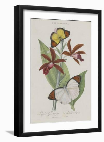 Album Donovan : an epitome of the natural history of insects in China-Edward Donovan-Framed Giclee Print