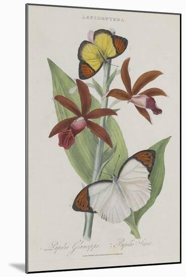 Album Donovan : an epitome of the natural history of insects in China-Edward Donovan-Mounted Giclee Print