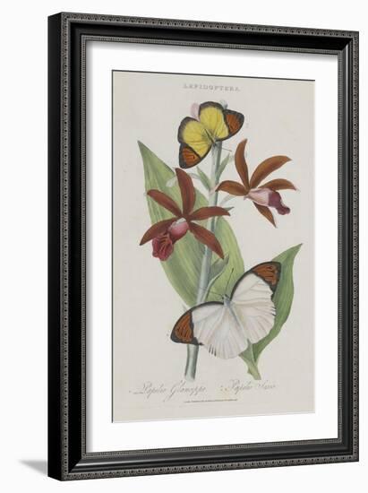 Album Donovan : an epitome of the natural history of insects in China-Edward Donovan-Framed Giclee Print