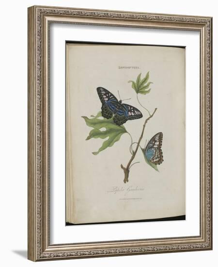 Album Donovan : an epitome of the natural history of insects in China-Edward Donovan-Framed Giclee Print